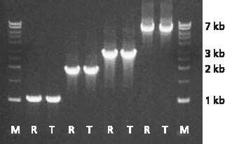 REDTaq yield compared to standard Taq under identical conditions REDTaq yield compared to standard Taq under identical conditions