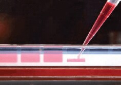 REDTaq dye migrates like a 125 bp fragment and eliminates the need for loading buffers and tracking dyes REDTaq dye migrates like a 125 bp fragment and eliminates the need for loading buffers and tracking dyes