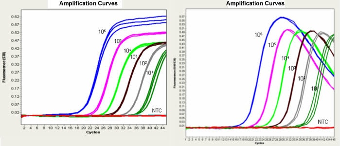 amplification-of-beta2m Amplification of β2M with Universal ProbeLibrary probes (left) and with HybProbe probes (right).