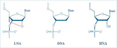 comparison-dna-rna-lna Comparison of LNA, DNA, and RNA