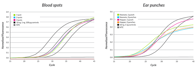Direct qPCR comparison of blood spots and ear punches Direct qPCR comparison of blood spots and ear punches