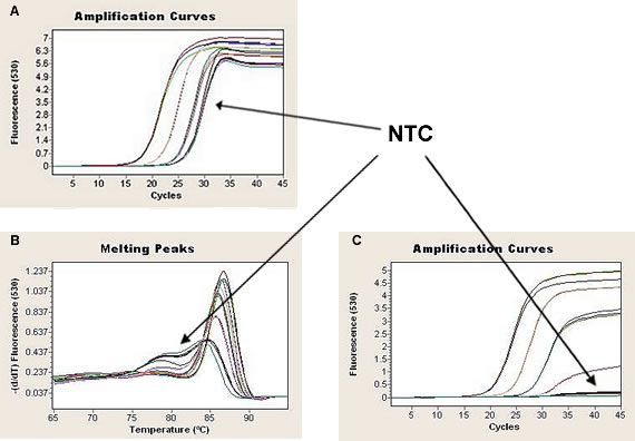 real-time-rt-pcr-assays Real-time RT-PCR assays with a dilution series for GAPDH cDNA on a LightCycler® 2.0 Instrument.