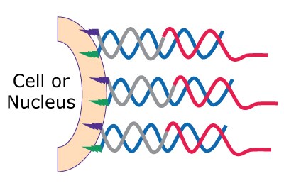 Labeling of MULTI-seq components, Step 3: Treat co-anchor/barcode mixture into cells or nucleuses. Incubate for 5 minutes on ice. Wash with 1% BSA to absorb excess anchors and co-anchors.