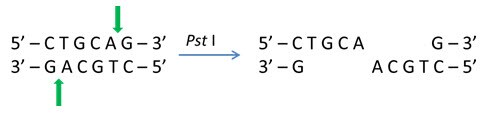 generated-by-pst-i Cohesive 3' ends generated by Pst I