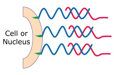 Labeling of MULTI-seq components, Step 2: Treat anchor/barcode mixture into cells or nucleases. Incubate for 5 minutes on ice.