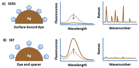 Two scenarios affecting an organic fluorophore’s behavior on a metal substrate. In scenario A, the fluorophore is directly attached to the substrate, leading to quenched fluorescence and a strong surface-enhanced Raman spectrum. In scenario B, the fluorophore is spaced from the substrate, resulting in enhanced fluorescence and a weaker Raman signal. Two scenarios affecting an organic fluorophore’s behavior on a metal substrate. In scenario A, the fluorophore is directly attached to the substrate, leading to quenched fluorescence and a strong surface-enhanced Raman spectrum. In scenario B, the fluorophore is spaced from the substrate, resulting in enhanced fluorescence and a weaker Raman signal.
