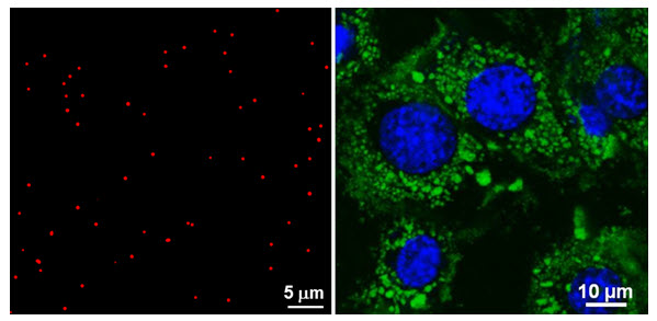 confocal-microscopy-figure-2 Confocal microscopy