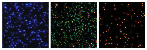 A series of dark field microscopy images displaying silver nanoparticles. From left to right: 60 nm diameter nanospheres with a bright blue scattering color, 75 nm nanocubes with a greenish hue, and 100 nm nanocubes with an orange-red color. These images demonstrate the tunability of scattering colors in silver nanoparticles by varying their size and shape. A series of dark field microscopy images displaying silver nanoparticles. From left to right: 60 nm diameter nanospheres with a bright blue scattering color, 75 nm nanocubes with a greenish hue, and 100 nm nanocubes with an orange-red color. These images demonstrate the tunability of scattering colors in silver nanoparticles by varying their size and shape.
