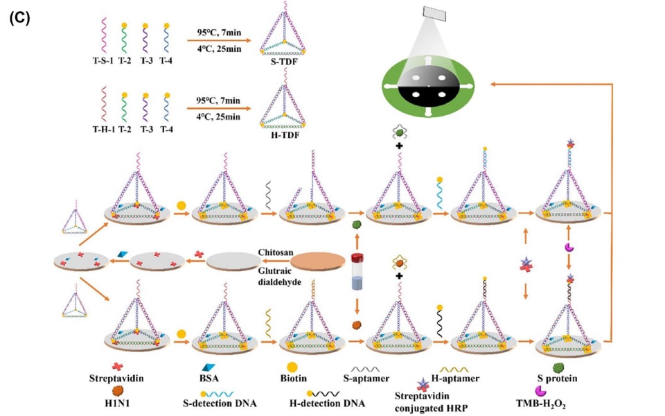 Analytical procedure for detecting of S protein and H1N1 The image presents an analytical procedure for the detection of S protein and H1N1 using a paper analytical device. This procedure offers insights into the device's application for detecting specific antigens, highlighting its versatility and potential for multiplexed analysis of different analytes. The visual representation of the analytical procedure enhances understanding of the device's capabilities, providing valuable information for its use in rapid and specific detection of infectious agents and biomolecules.