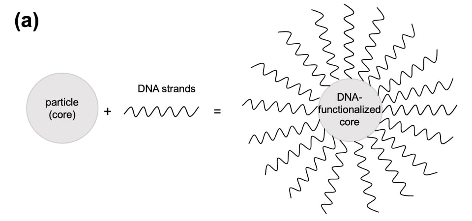 DNA-functionalized cores The image illustrates the combination of spherical core particles with zig-zag DNA strands to form DNA-functionalized core particles. This visual representation offers insights into the process of functionalizing core particles with DNA strands, a crucial step in the development of advanced materials for various applications, including biosensing, drug delivery, and nanotechnology.