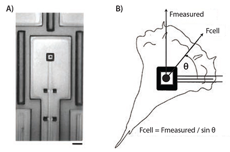 A micropad attached to a cantilever in a micromachined device used for studying cellular traction forces. Scale bar represents 10 μm A micropad attached to a cantilever in a micromachined device used for studying cellular traction forces. Scale bar represents 10 μm