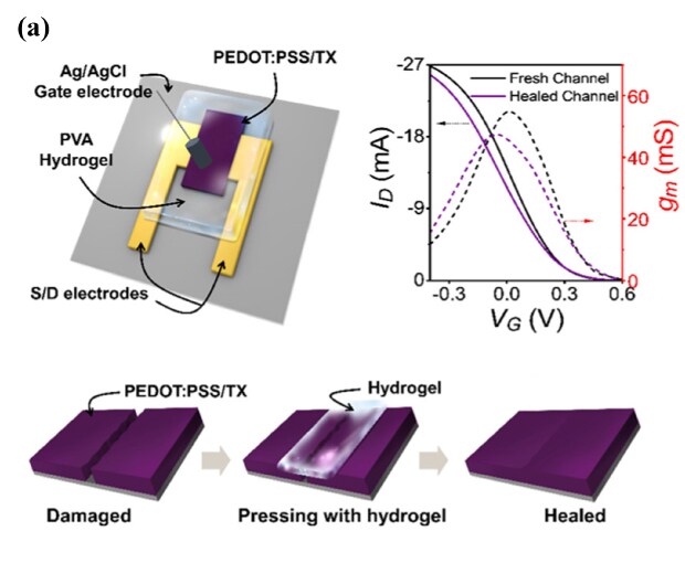 This schematic diagram illustrates a PEDOT:PSS-based organic electrochemical transistor (OECT) with a focus on its self-healing performance. It highlights the electrodes, polymer process channel, and hydrogel within the device. An additional diagram showcases the self-healing process, depicting the damaged PEDOT:PSS/TX polymer channel, the application of the hydrogel, and the subsequent healing. Additionally, a transfer curve is included to visually demonstrate the self-healing interaction within the device. These visuals provide an insightful representation of the self-healing capabilities of the OECT, offering a clear understanding of the device's potential for robust and resilient performance in various applications.