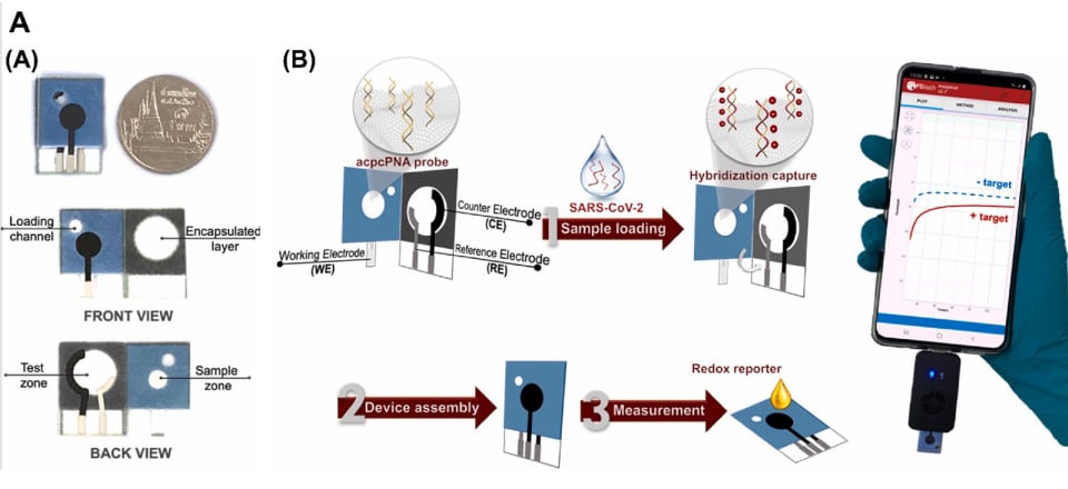 Schematic representation of PNA-based ePAD On the left, a schematic of a PNA-based ePAD, sized like a coin, with a front view showing the loading channel and encapsulated layer, and a back view highlighting the test and sample zones. On the right, a representation of electroanalytical measurement using a smartphone-based potentiostat, involving loading the sample, device assembly, and measurement by connecting to the potentiostat.