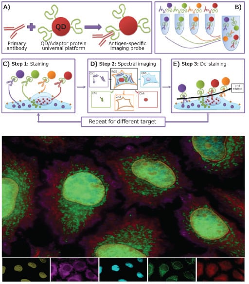 M3P technology enabling simple custom probe preparation and highly multiplexed single cell imaging.