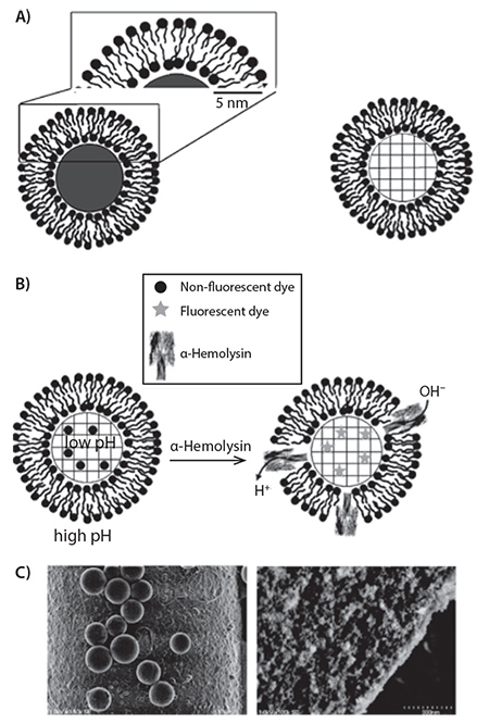 Schematic of a solid (left) or porous (right) silica microsphere Schematic of a solid (left) or porous (right) silica microsphere