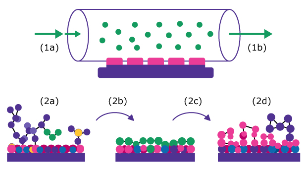 Figure 1 Schematic representation of thin-film deposition processes. (1) Chemical Vapor Deposition (CVD): (1a) precursor gases enter the reactor and flow over the substrate surface, and (1b) excess gases and reaction by-products exit the reactor after film formation. (2) Atomic Layer Deposition (ALD): (2a) the first precursor adsorbs onto reactive surface sites, (2b) the surface becomes saturated through a self-limiting reaction, (2c) excess precursor and by-products are removed during the purge step, and (2d) a subsequent precursor reacts with the adsorbed layer to deposit material one atomic layer at a time, enabling uniform thin-film growth.