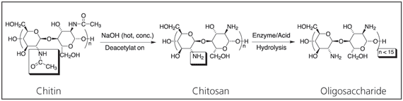 Deacetylation of chitin to form chitosan and hydrolysis to form oligosaccharide Deacetylation of chitin to form chitosan and hydrolysis to form oligosaccharide