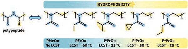 series of PAOx derivatives displays the structural analogy with natural polypeptides series of PAOx derivatives displays the structural analogy with natural polypeptides