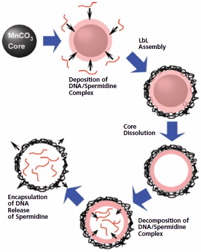 DNA entrapped in an LbL assembled capsule DNA entrapped in an LbL assembled capsule