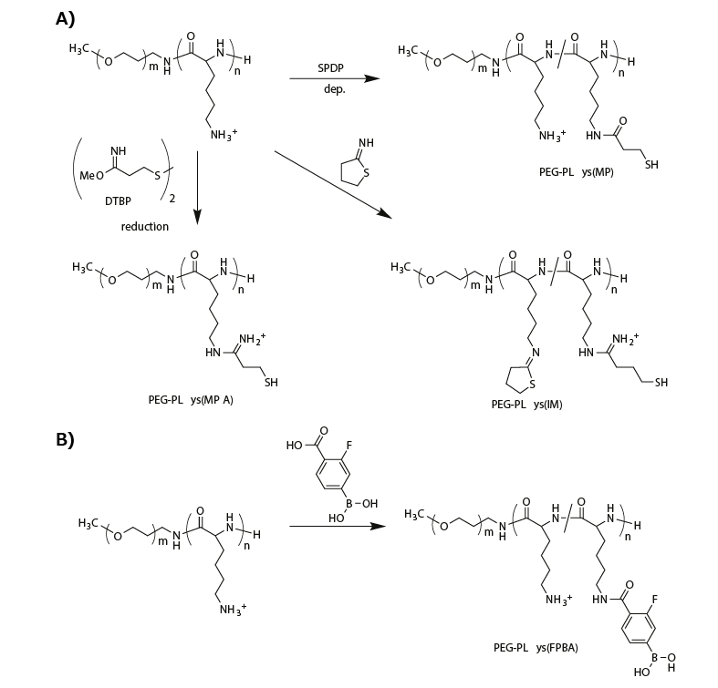 Functionalization of PEG-PLys Functionalization of PEG-PLys