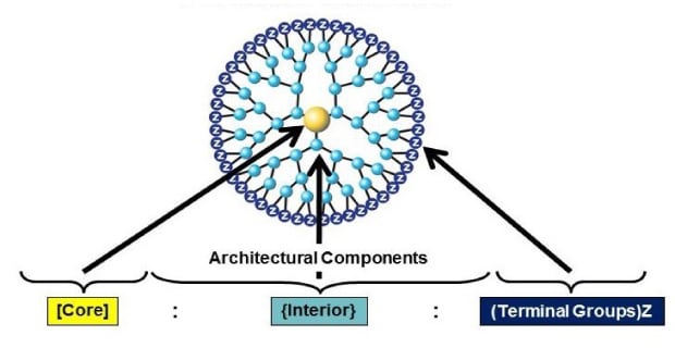 Schematic of PAMAM dendrimer architecural components including the core, interior, and terminal groups. 