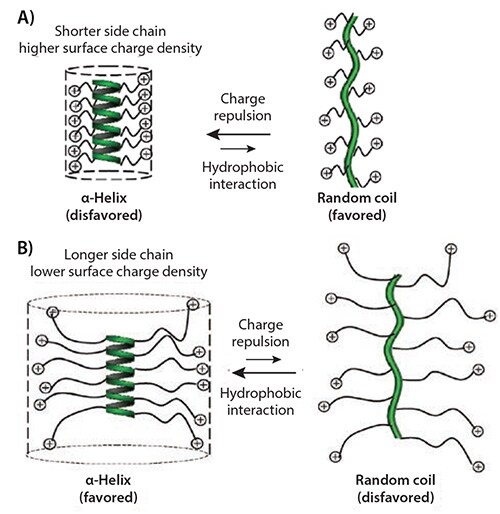 Illustration of polyamino acids with short, charged side chains and the postulated helix-to-random coil transition due to side-chain charge repulsion Illustration of polyamino acids with short, charged side chains and the postulated helix-to-random coil transition due to side-chain charge repulsion