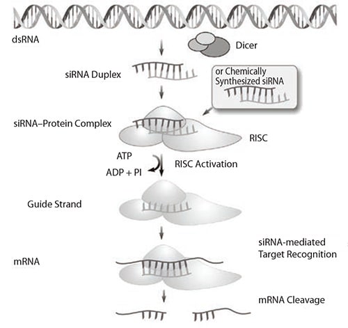 The mechanism of endogenous and induced RNA interference (RNAi). siRNA is eventually incorporated into the RISC where complementary mRNA binds before it is cleaved. The mechanism of endogenous and induced RNA interference (RNAi). siRNA is eventually incorporated into the RISC where complementary mRNA binds before it is cleaved.