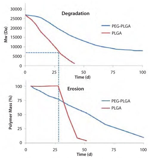 Polymer Degradation and Erosion Typical time course of polymer degradation (top) and erosion (bottom) for PLGA and PEG-PLGA polymers.10-12