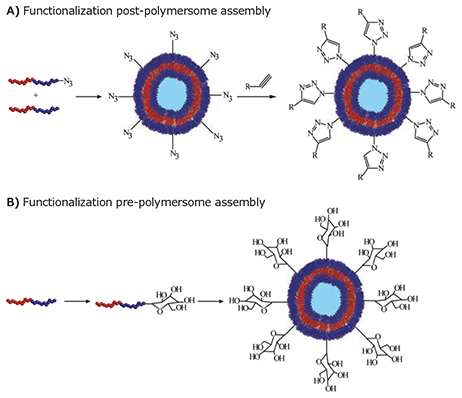 Strategies for the incorporation of targeting groups onto a polymersome surface. Strategies for the incorporation of targeting groups onto a polymersome surface.