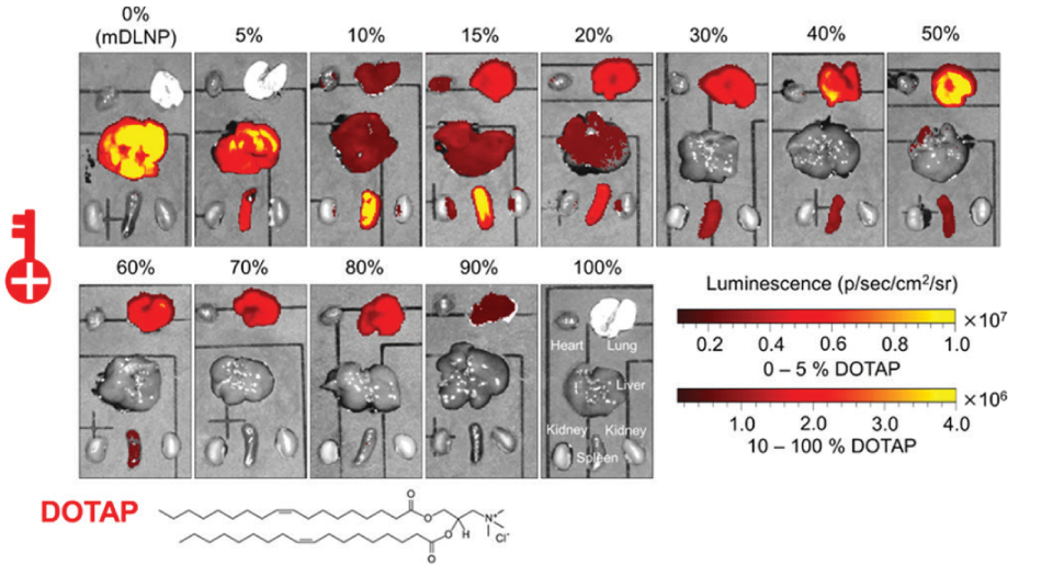 Representation of a systematic shift in the expression of luciferase protein measured as a function of luminescence from the liver to spleen to lung with respect to different percentage of a permanently cationic lipid (DOTAP) used to make a series of LNPs with 0, 5, 10, 15, 20, 30, 40, 50, 60, 70, 80. 90, and 100 % of SORT lipid (fraction of total lipids). The change in luminescence is shown with varying intensities of red color.