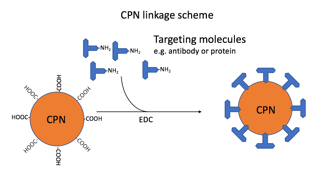 Use of Iron Oxide Incorporated Conjugated Polymer Nanoparticles for Bioimaging Linkage scheme