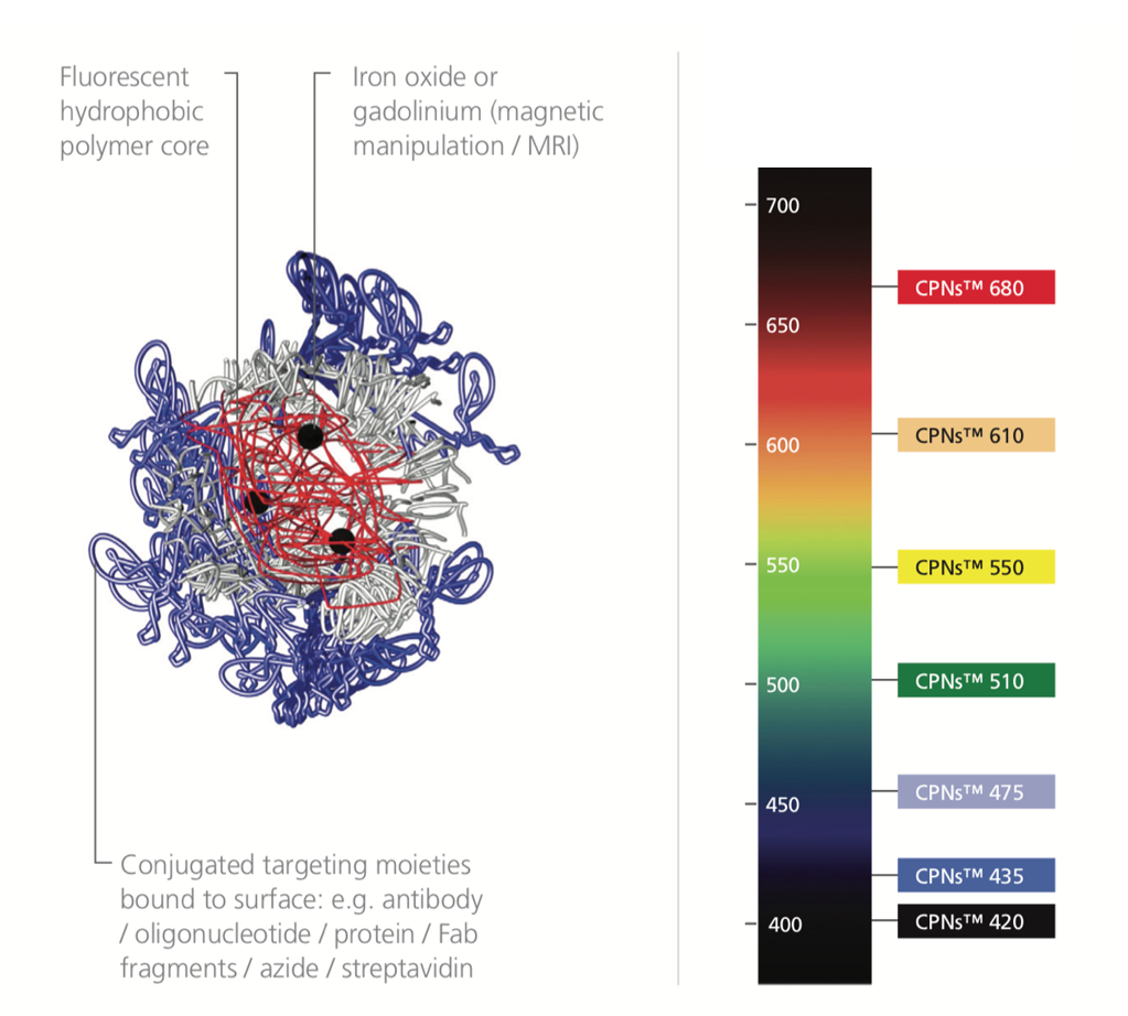 Use of Iron Oxide Incorporated Conjugated Polymer Nanoparticles for Bioimaging CPN structure alongside a light spectrum labeled with the range of CPNs available