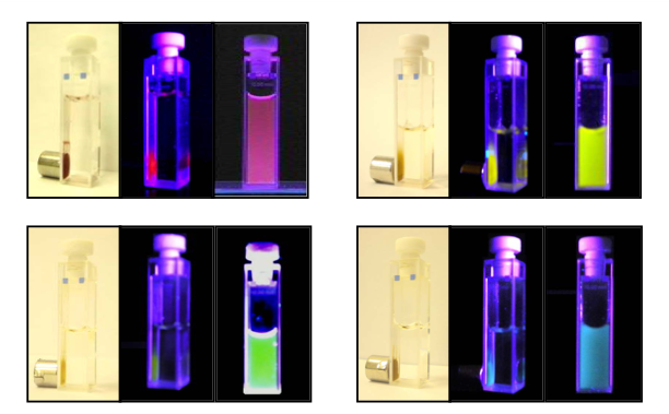 Use of Iron Oxide Incorporated Conjugated Polymer Nanoparticles for Bioimaging Solutions of CPNs under UV illumination and magnetic fields