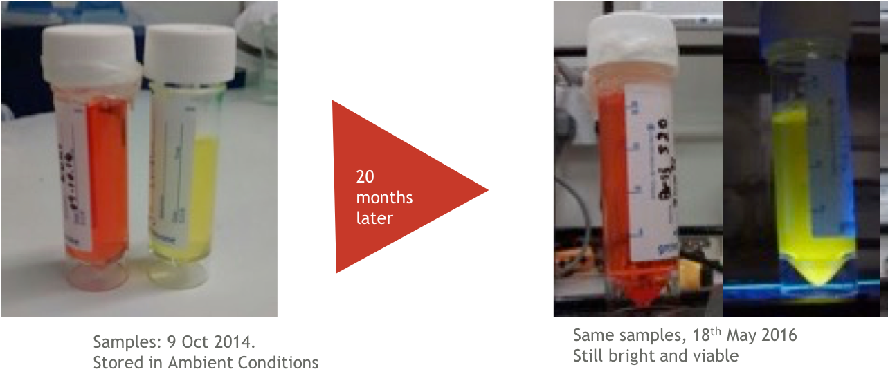 Use of Iron Oxide Incorporated Conjugated Polymer Nanoparticles for Bioimaging CPNs remain photostable for up to 24 months, retaining their immense fluorescence over a long period of storage.