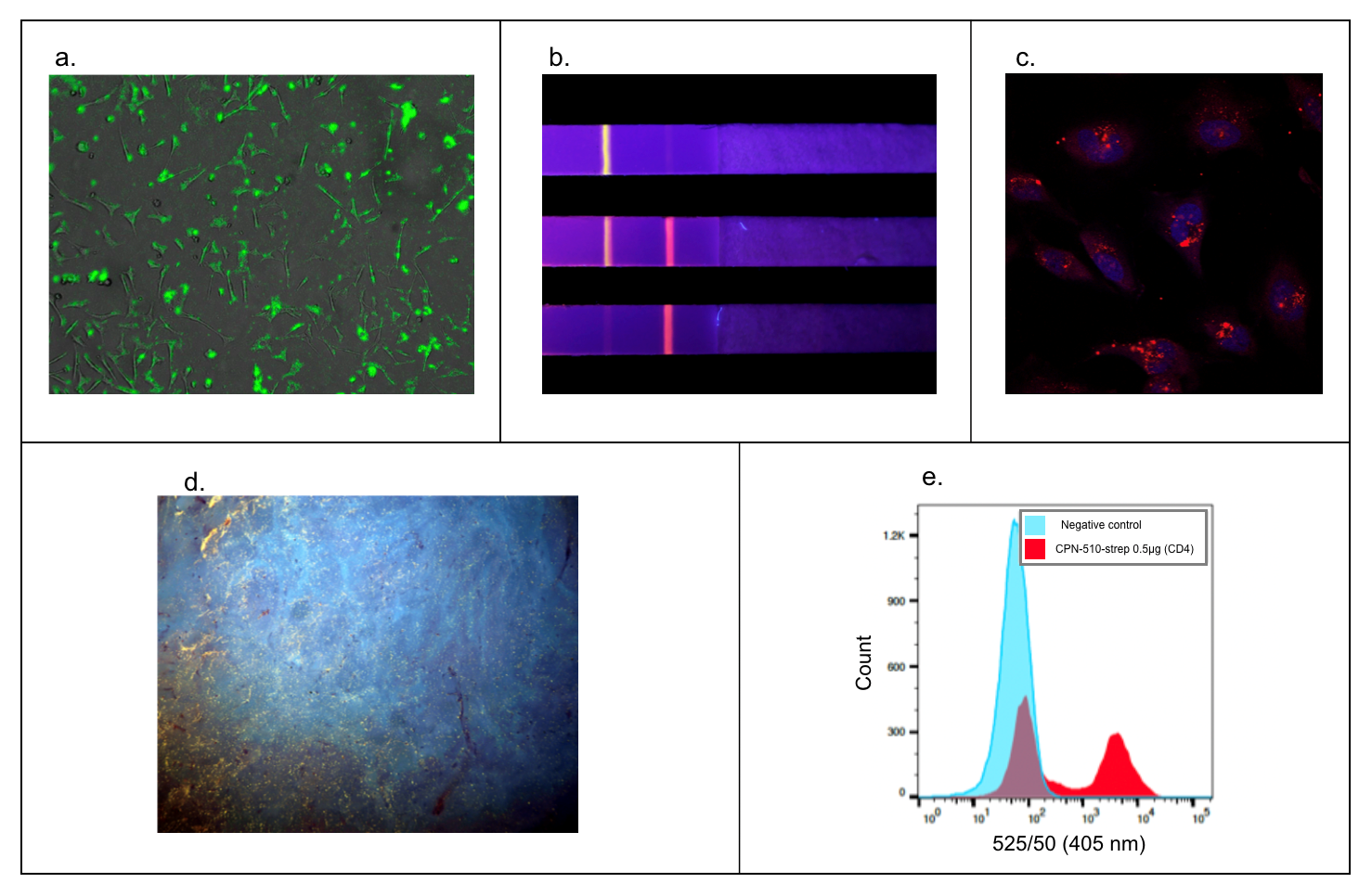 Use of Iron Oxide Incorporated Conjugated Polymer Nanoparticles for Bioimaging Versatility in a wide range of applications