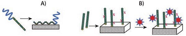 Surface modification with PEGylated PAA Surface modification with PEGylated PAA