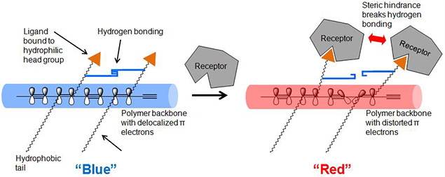 Color transition mechanism of diocetylenic polymer by ligand-receptor binding.