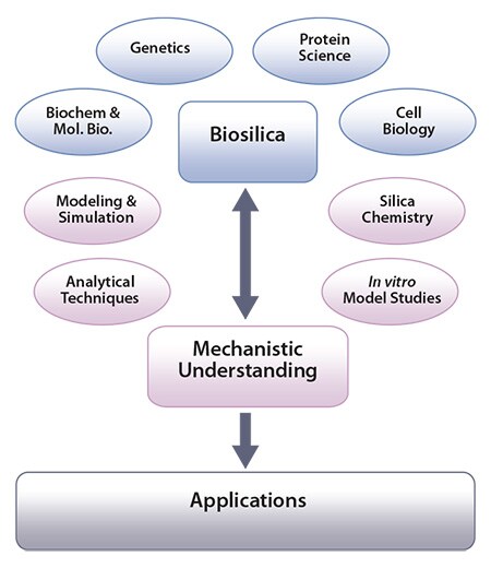 cheme showing how the study of biosilica formation cheme showing how the study of biosilica formation