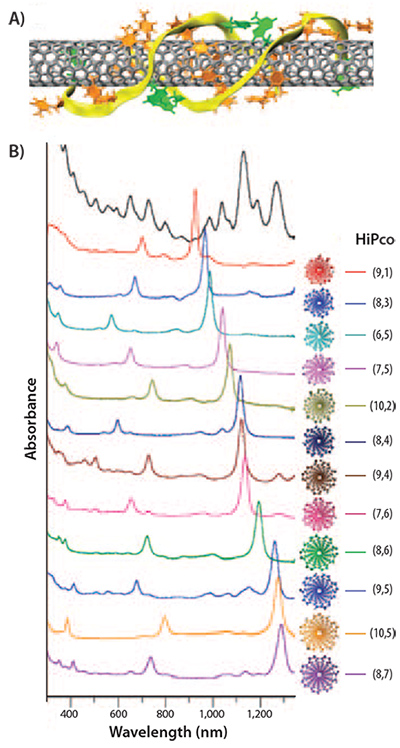 Separation of SWNTs using single-stranded DNA ribbons. Separation of SWNTs using single-stranded DNA ribbons.