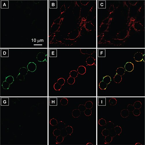 AIE Luminogens: A Family of New Materials with Multifaceted Functionalities Confocal laser scanning microscopy (CLSM) images of live cells after incubation with 2 μM TPS-2cRGD in the absence and presence of a membrane tracker
