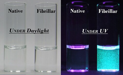 AIE Luminogens: A Family of New Materials with Multifaceted Functionalities Photographs of mixtures of BSPOTPE with native and fibrillar forms of insulin taken under normal laboratory lighting and illumination with a UV light of 365 nm