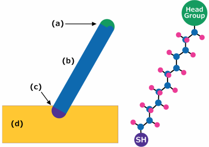 Self-assembled monolayer (SAM) Diagram of an alkanethiol self-assembled monolayer (SAM). Label (a) indicates the terminal head group exposed at the interface, (b) indicates the alkyl chain that forms the molecular backbone, (c) indicates the sulfur anchoring group attached to the surface, and (d) indicates the substrate. The molecular representation on the right shows a thiol (SH) group connected to an alkyl chain terminating in a head group.