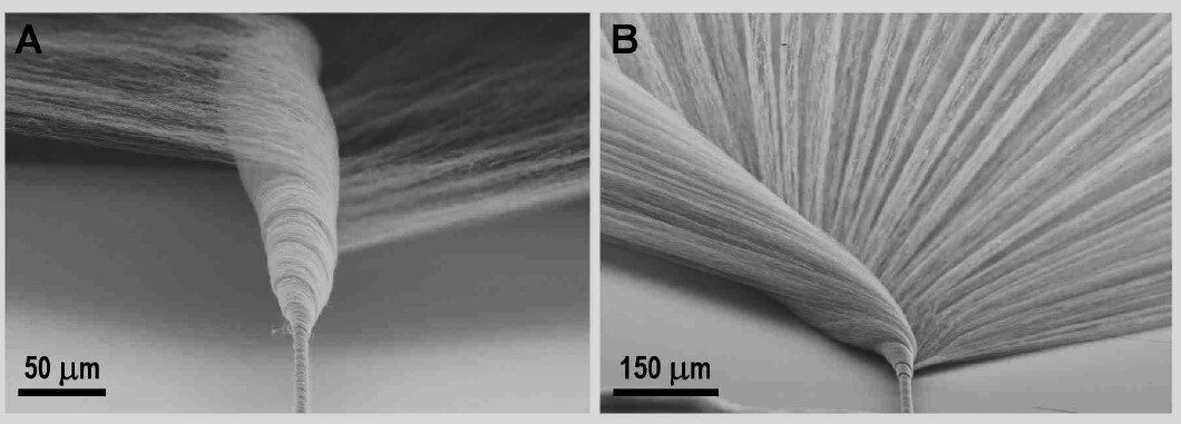 SEM of CNT yarn formation during twist insertion to an as-drawn CNT sheet from the array.
