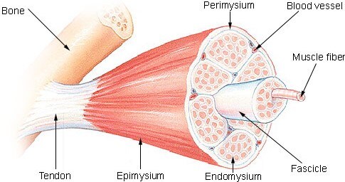 Structure illustration of natural skeletal muscle