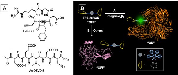 AIE Luminogens: A Family of New Materials with Multifaceted Functionalities Structure of recognition units for conjugation to Silole-N3