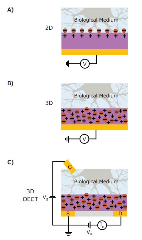 Schematic diagram of the various bioelectronic interfaces