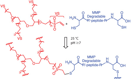 step-growth-hydrogel-formation Step-growth hydrogel formation between 4-arm PEG tetra vinyl sulfone and cysteine end functionalized MPP cleavable peptide via Michael addition
