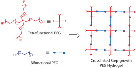 structures-of-4-arm-and-linear-peg-precursors Structures of 4-arm and linear PEG precursors and a schematic illustration of the resulting step-growth hydrogel formed using these PEG macromolecules