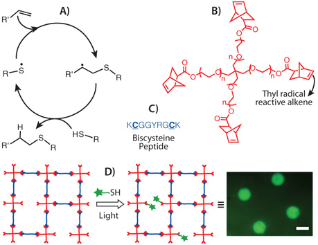 thiol-ene-photochemistry Thiol-ene photochemistry