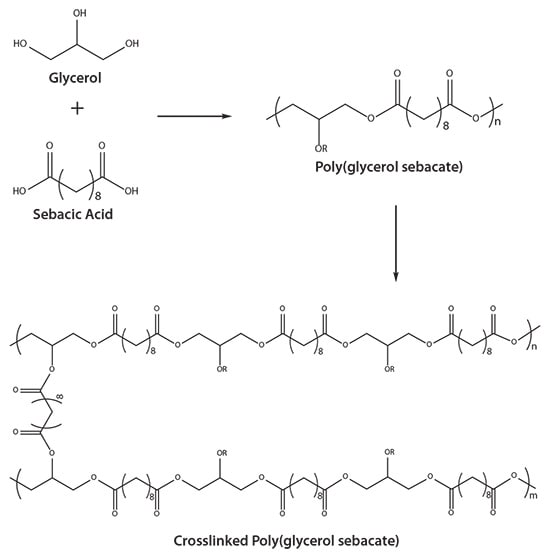 Reaction schematic for poly(glycerol sebacate) Reaction schematic for poly(glycerol sebacate)